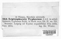 Leptosphaeria typharum image